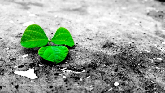 Green Leaf On Grey Ground