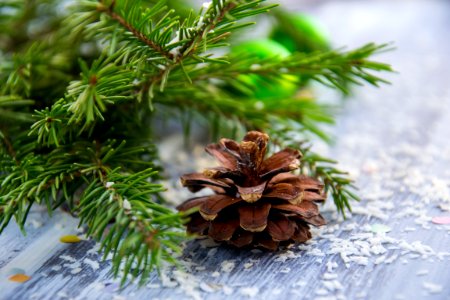 Brown Pine Cone With Pine Tree Leaves Shallow Focus Photography photo