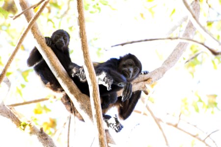 Two Black Monkey Climbing On Tree photo