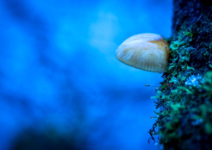 Blue Blur Close-up