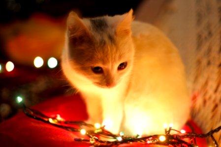 Close-Up Photography Of White Cat Besides Christmas Lights photo