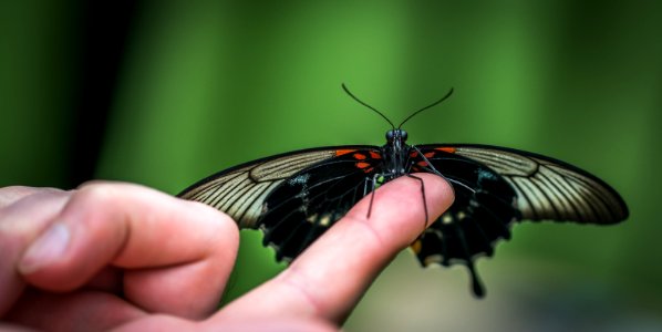 Shallow Focus Photograph Of Black Butterfly On Persons Index Finger