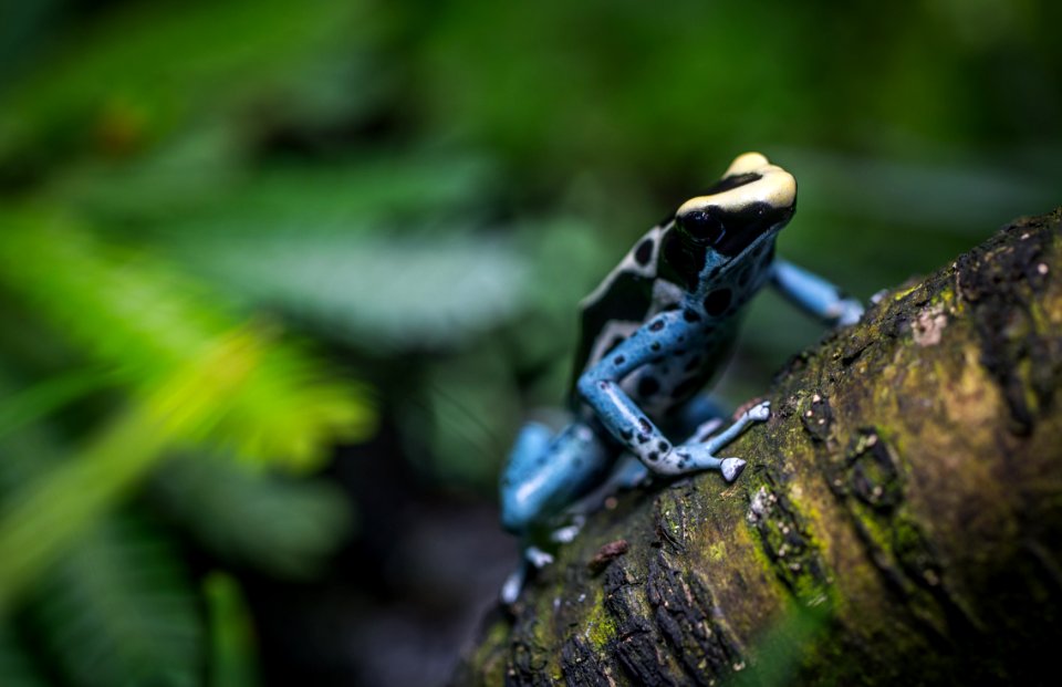 Black And Brown Frog On Three Branch