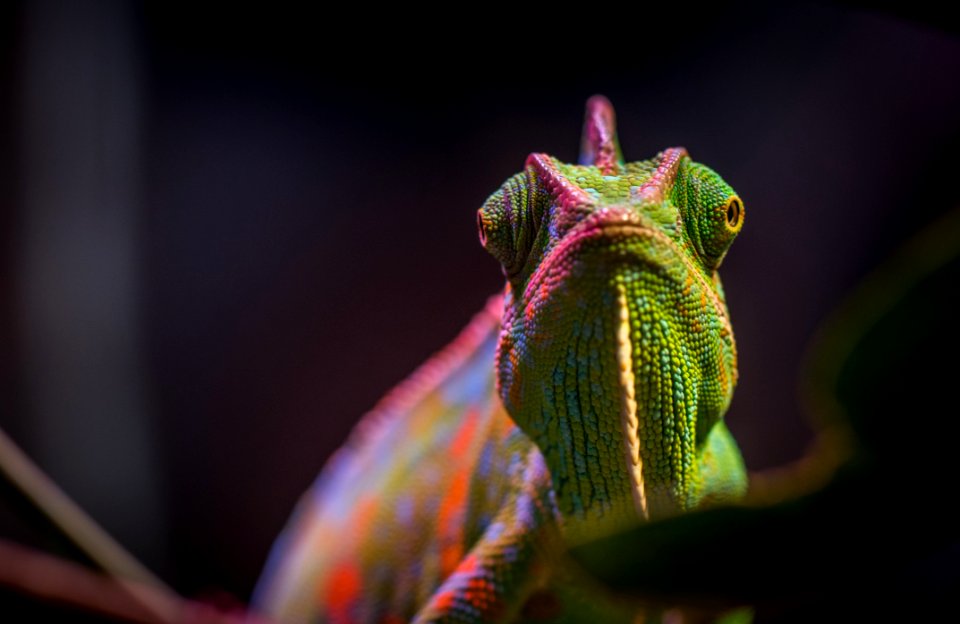 Chameleon In Tilt Shift Lens Photography