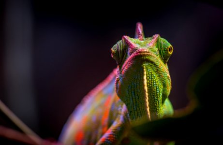 Chameleon In Tilt Shift Lens Photography