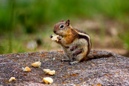 Photography Of Brown Chipmunk Eating On Top Of Rock photo