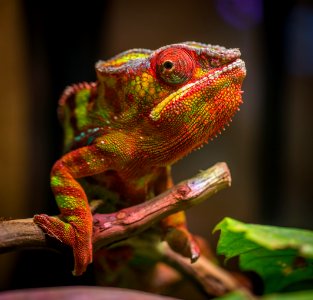 Selective Focus Photography Of Red And Green Reptile photo