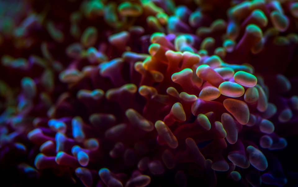 Pink And Yellow Reefs