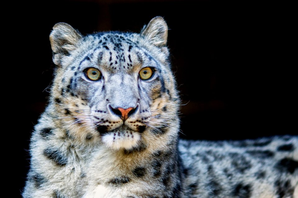Close-Up Photography Of Leopard