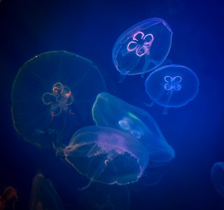 Five Box Jellyfishes