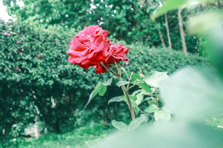 Beautiful Flowers Bloom photo