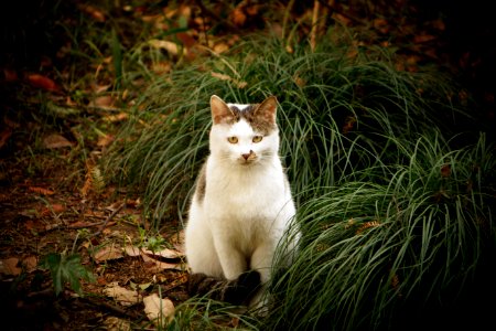 Cat Sitting Beside Green Grass photo