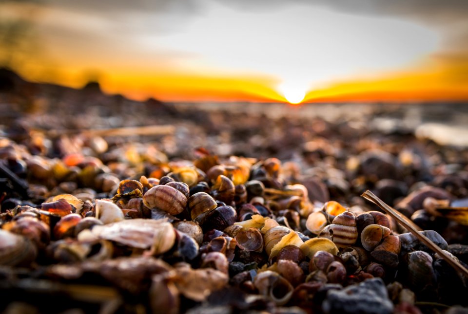 Selective Focus Photography Of Snail Shells