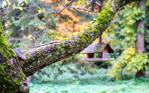 Brown Wooden Bird Cage Hangs On Gray Tree Branch photo