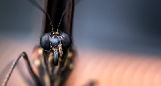 Macro Photography Of Insect