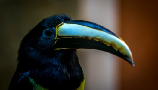 Black And Grey Toucan photo