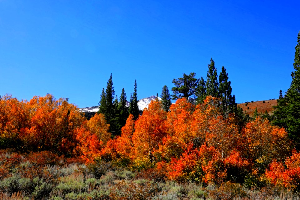 Field Surround With Orange Leaf Trees