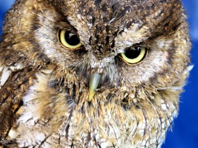 Closeup Photo Of Owl photo