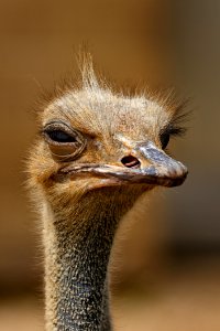 Brown Ostrich photo