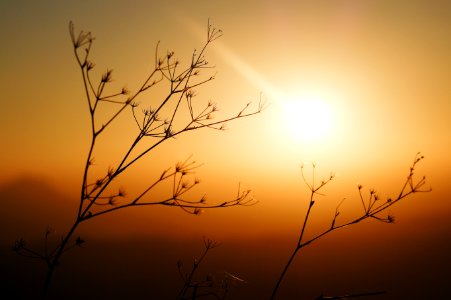 Silhouette Photo Of Plants