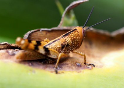 Macro Photography Of Grasshopper photo