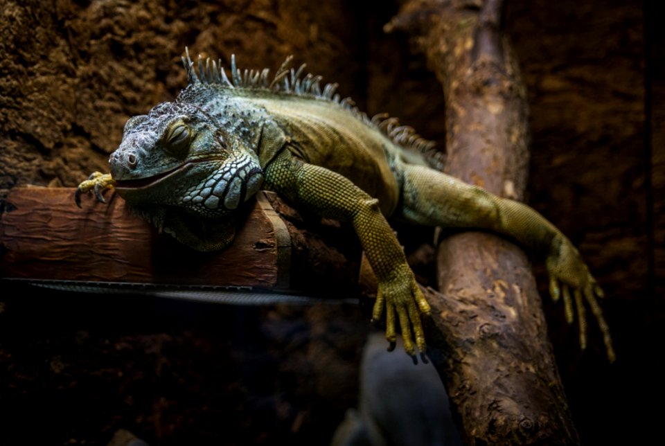 Green And Gray Bearded Dragon