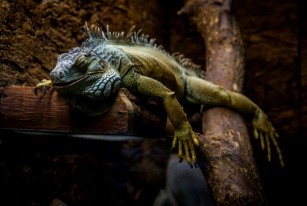 Green And Gray Bearded Dragon