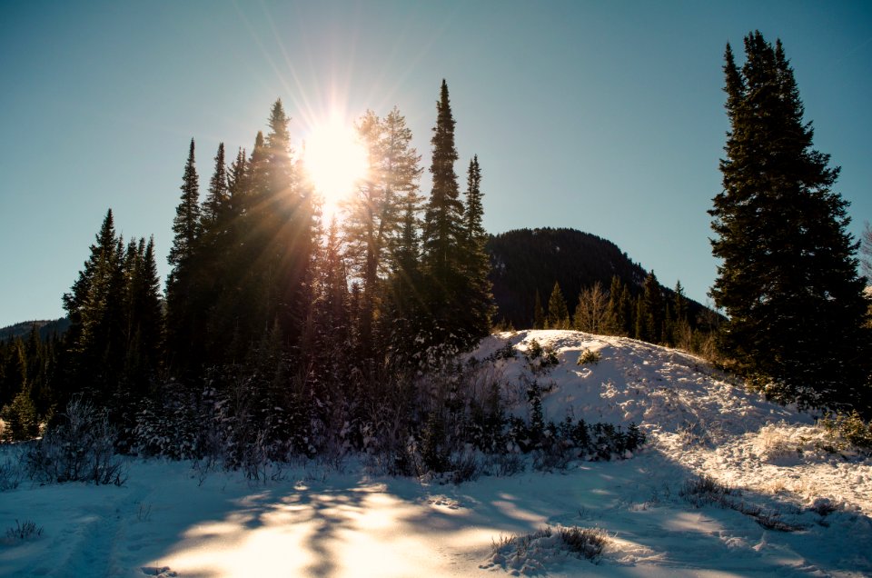 Hill Top With Snow And Trees