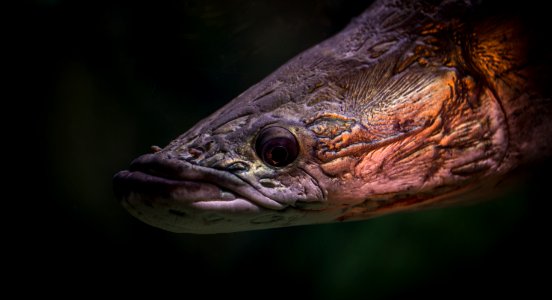 Black And Brown Fish photo