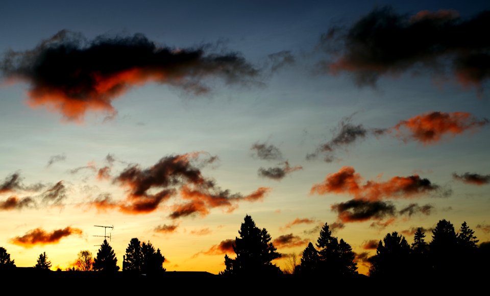 Silhouettes Of Trees During Dawn