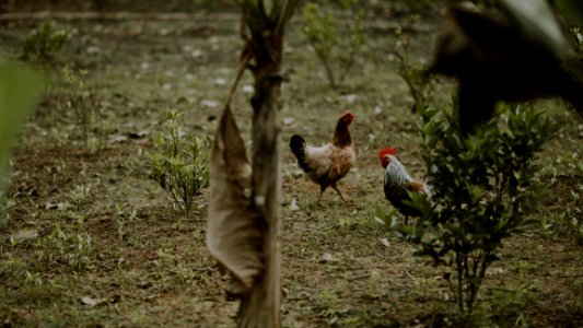 Two Brown Hen And White Rooster Standing Near Green Plants photo