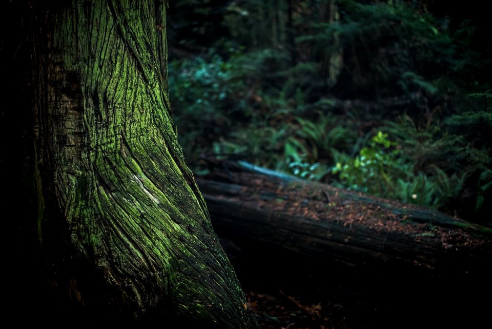 Green And Black Tree Trunk