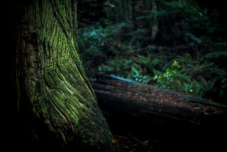Green And Black Tree Trunk photo