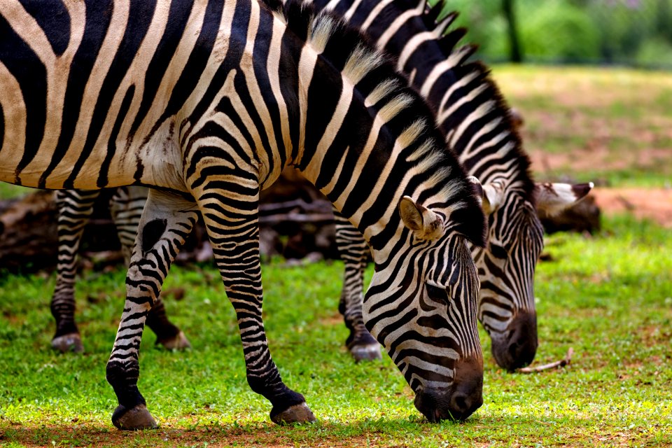 Photography Of Two Zebra Eating Grass
