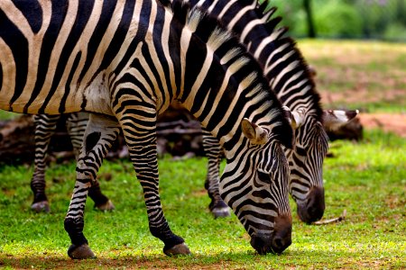Photography Of Two Zebra Eating Grass photo