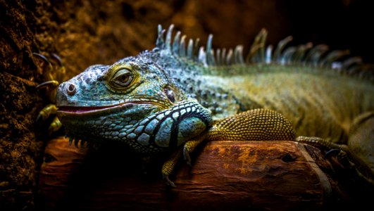 Blue And Brown Iguana