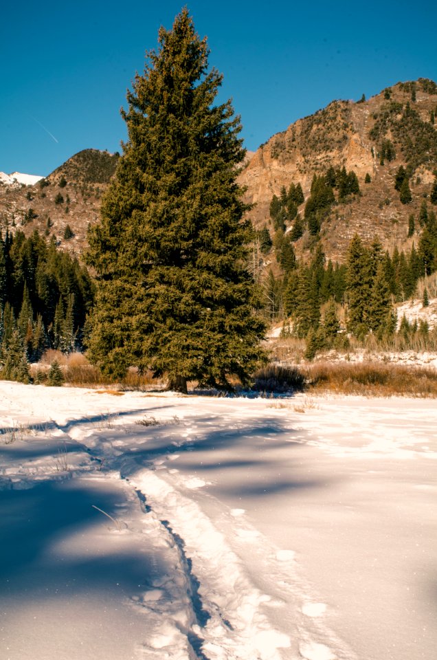 Green Tree Behind Mountain Under Blue Sky photo