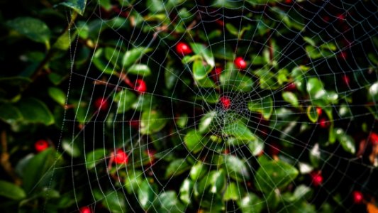 Close-up Photo Of Spider Web photo