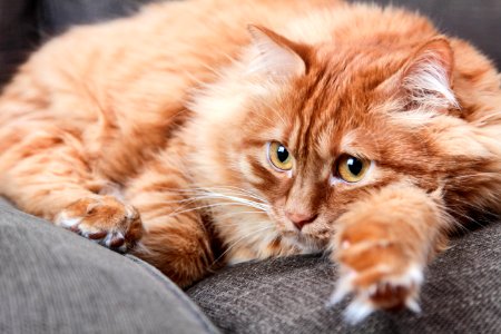 Orange Cat Lying On Grey Couch photo