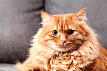 Brown Long Coated Fur Cat photo