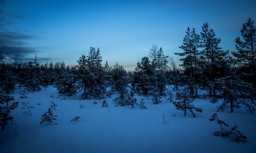 Green Pine Trees With Snow Photography photo