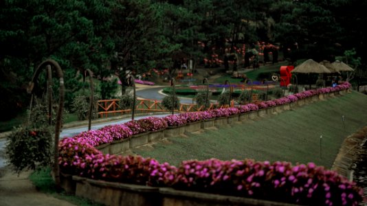 Aerial Photo Of Pink Flowers
