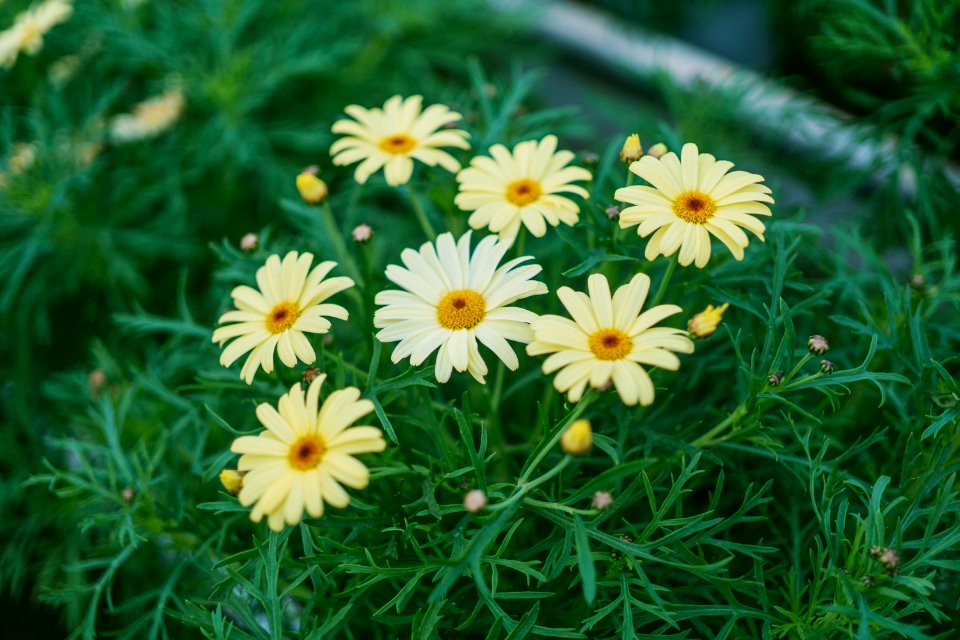 Daisy Flower Surrounded By Grass