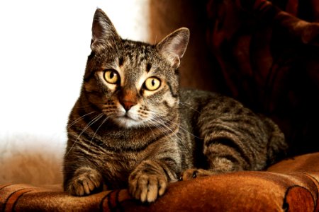 Adult Brown Tabby Cat photo