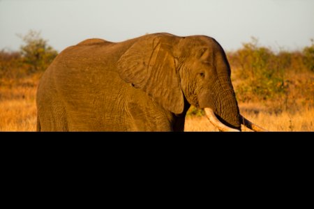 Close-up Photo Of Elephant photo
