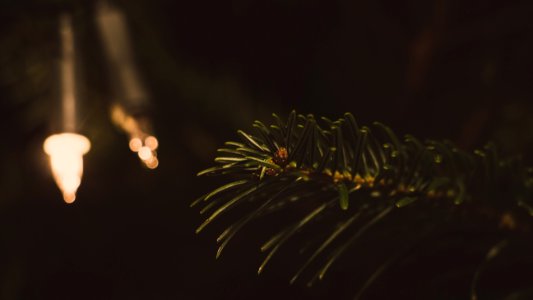 Closeup Photography Of Green Leaf Tree