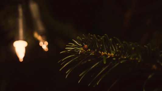 Closeup Photography Of Green Leaf Tree photo