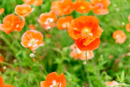 Close-up Photography Of Orange Petaled Flowers photo