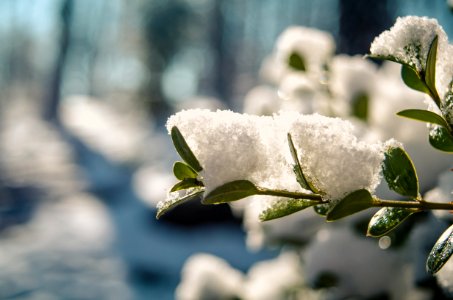 Selective Focus Photography Of Plant Covered With Snow photo