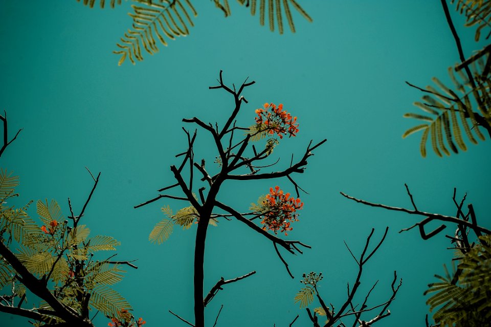 Red Flowering Tree